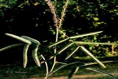 Uraria picta